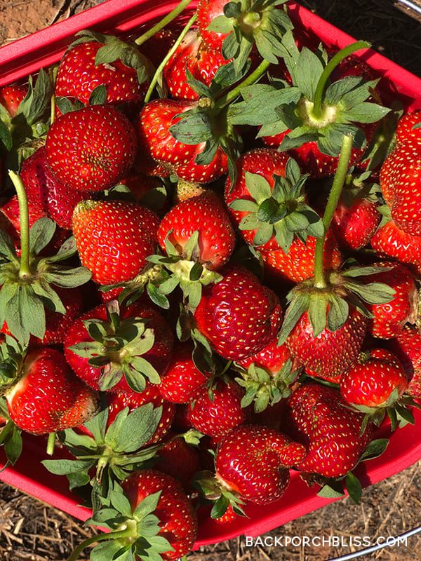 https://b2042344.smushcdn.com/2042344/wp-content/uploads/2019/05/strawberries.jpg?lossy=1&strip=1&webp=1