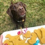 Homemade Dog Treats