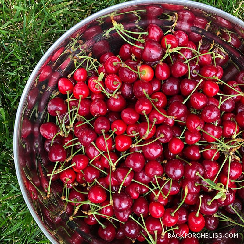 fresh cherries