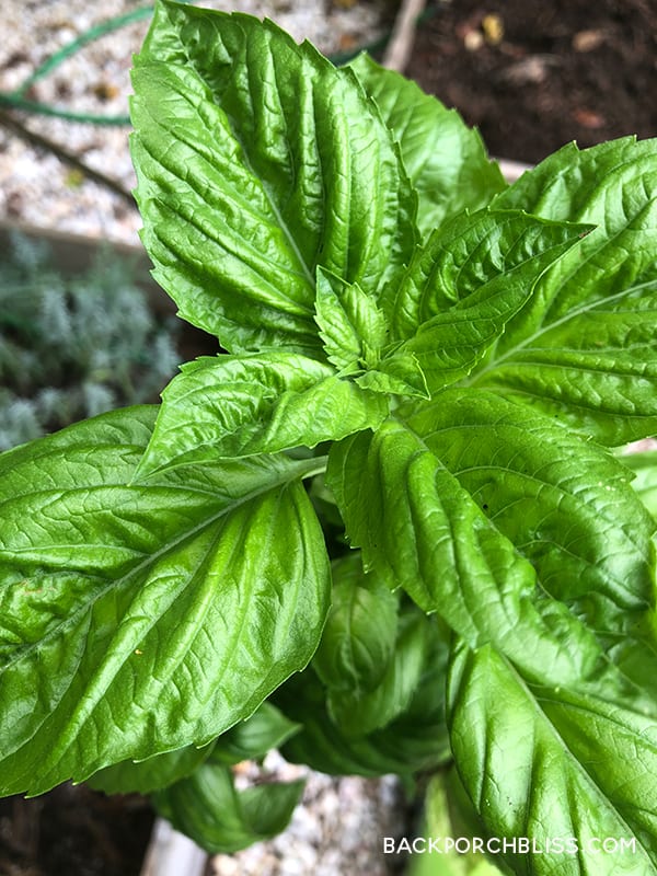 fresh basil