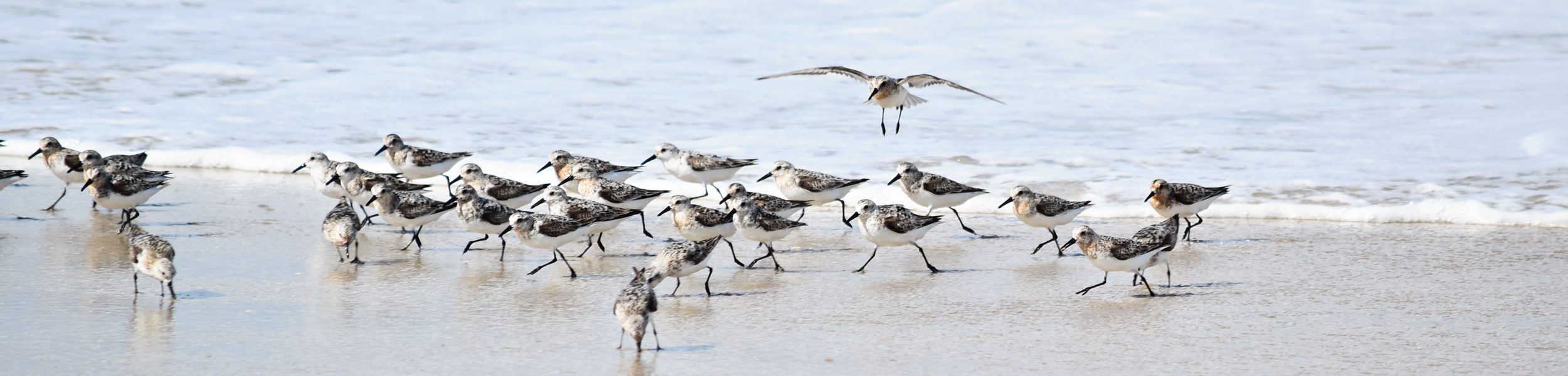 sand-pipers_2500x600